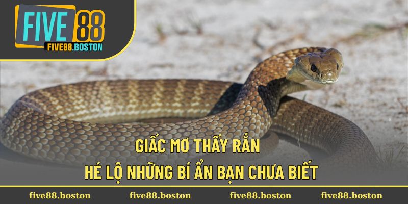 mo-thay-ran